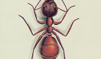 Bayer, produit anti fourmis