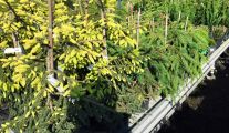 Arbustes Persistants à la pépinière Garden-Abeels